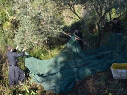 006-Olives-Gricigliano_2025-11-04_10-03-56_0206