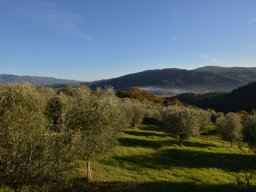 013-Olives-Gricigliano_2025-11-05_16-55-50_0330