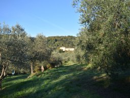 018-Olives-Gricigliano_2025-11-06_09-28-16_0347