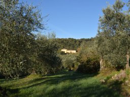 019-Olives-Gricigliano_2025-11-06_09-34-34_0366