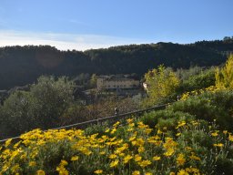 029-Olives-Gricigliano_2025-11-06_15-57-04_0481